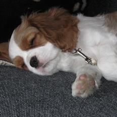 Cavalier king charles spaniel Lady