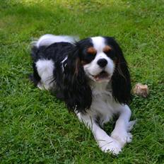 Cavalier king charles spaniel Thyholms Quick Silver