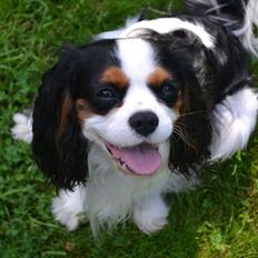 Cavalier king charles spaniel Thyholms Quick Silver