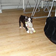 Boston terrier Tessi