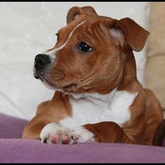 Staffordshire bull terrier Inez 