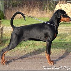 Dobermann Proud Danish Deja Vu R.I.P.