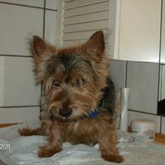 Australsk terrier Mulle