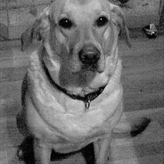 Blanding af racer Zitta [Himmelhund<3]