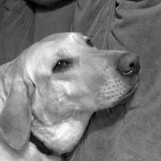 Blanding af racer Zitta [Himmelhund<3]