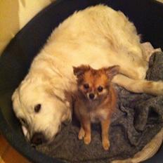 Blanding af racer Coco