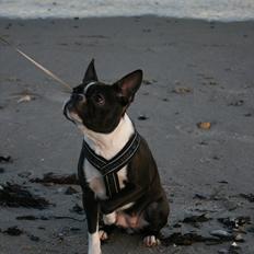 Boston terrier Mille