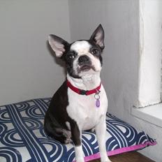 Boston terrier Mynthe