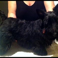 Skotsk terrier Frk. Ipsen, (himmelhund)