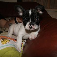 Fransk bulldog Louie
