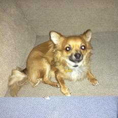 Chihuahua Charlie