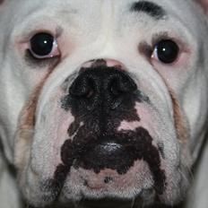 Olde english bulldogge Romeni's Ejgil (Bruce)