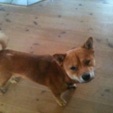 Shiba Fuji