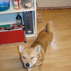 Shiba Fuji