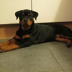 Rottweiler Soya (Amira)