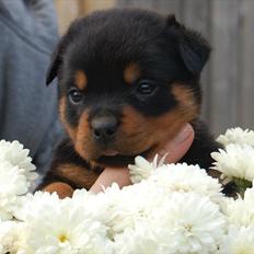 Rottweiler Soya (Amira)