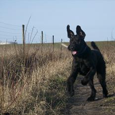 Riesenschnauzer  Doolittle's Odin