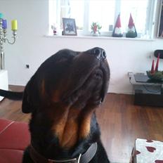 Rottweiler Zonar