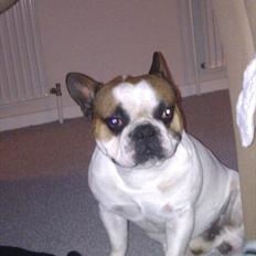 Fransk bulldog Benjamin