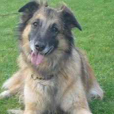 Blanding af racer Dakota