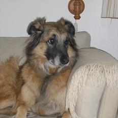 Blanding af racer Dakota