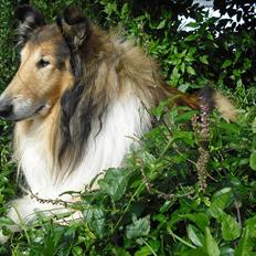 Collie langhåret Murphy