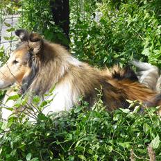 Collie langhåret Murphy