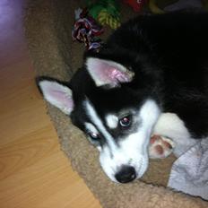 Siberian husky Sov sødt lille Noah <3 R.I.P