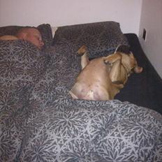 Olde english bulldogge Hummer (som bilen)