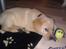Labrador retriever Walde