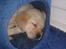 Labrador retriever Walde - Putter i kattenes hule