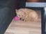 Labrador retriever Walde