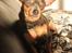 Chihuahua Mesha! <3