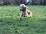 Cocker spaniel Wilma I: