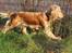 Cocker spaniel Wilma I: