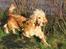 Cocker spaniel Wilma I: