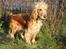 Cocker spaniel Wilma I:
