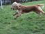 Cocker spaniel Wilma I: