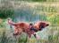 Nova scotia duck tolling retriever Eddie - Et nyt billede af Eddie, han fandt et hyggeligt vandhul under en gåtur i juledagene.