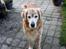 Golden retriever Simba