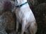 Labrador retriever Vaks