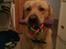Labrador retriever Vaks