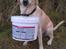 Labrador retriever Vaks