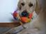 Labrador retriever Vaks
