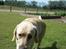 Labrador retriever Vaks