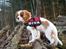 Cavalier king charles spaniel Marskens Nova 