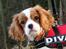 Cavalier king charles spaniel Marskens Nova 