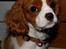 Cavalier king charles spaniel Marskens Nova 
