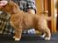 Nova scotia duck tolling retriever Redborn first Contact (Dixie) [Himmelhund] - 6 uger