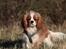 Cavalier king charles spaniel Bazil - Knap 7 mdr gammel